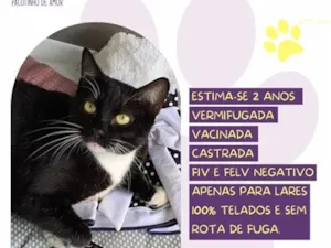 Gato raça SRD-ViraLata idade 2 anos nome Minnie
