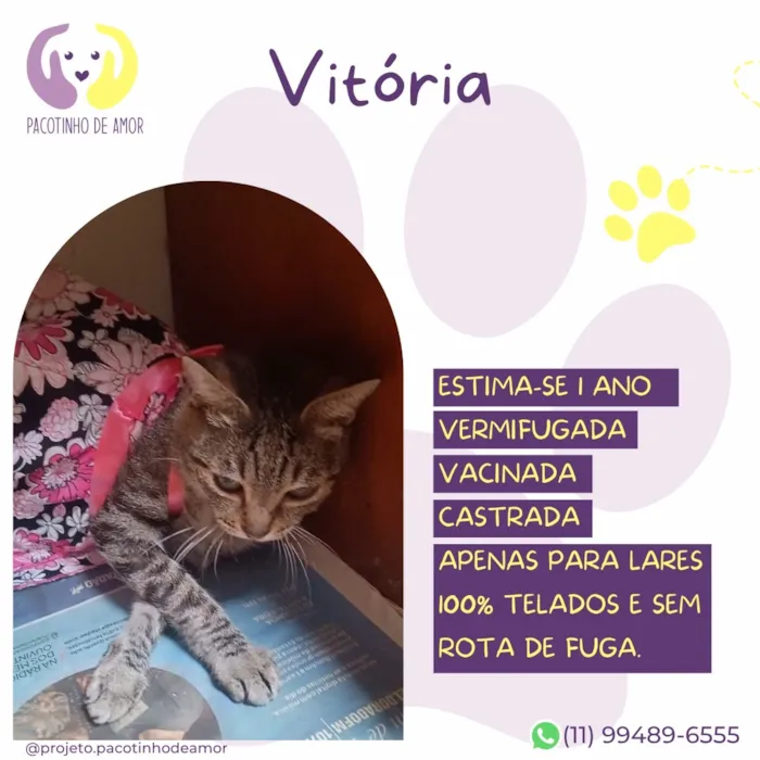 Gato raça SRD-ViraLata idade 1 ano nome Vitória