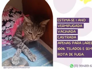 Gato raça SRD-ViraLata idade 1 ano nome Vitória