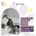 Tigresa