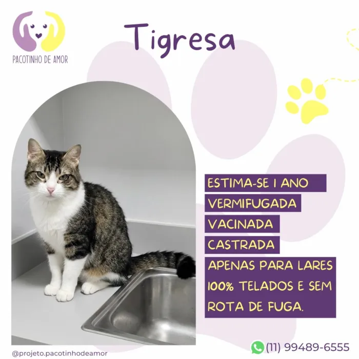 Gato raça SRD-ViraLata idade 1 ano nome Tigresa