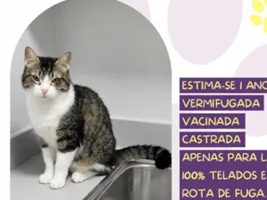 Gato raça SRD-ViraLata idade 1 ano nome Tigresa