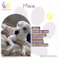 Maia