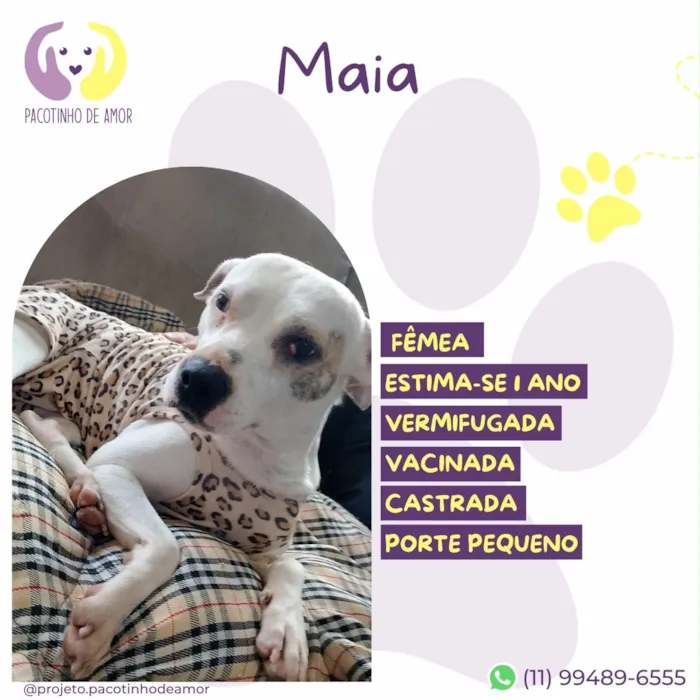 Cachorro raça SRD-ViraLata idade 1 ano nome Maia