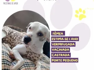 Cachorro raça SRD-ViraLata idade 1 ano nome Maia
