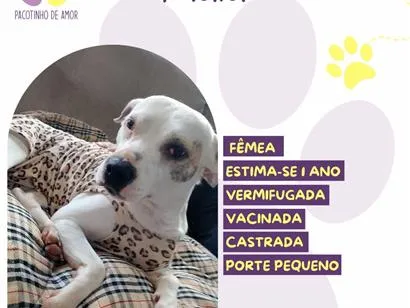 Cachorro raça SRD-ViraLata idade 1 ano nome Maia