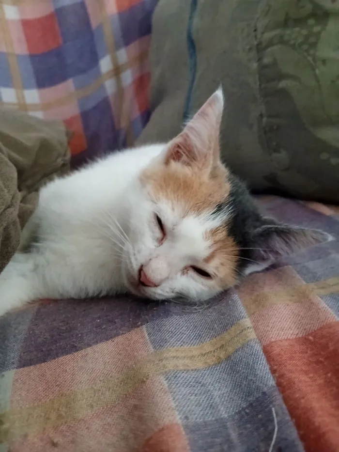 Gato raça SRD-ViraLata idade 2 a 6 meses nome Lola