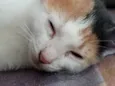 Lola