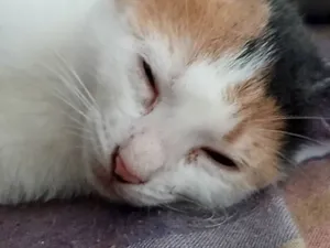 Gato raça SRD-ViraLata idade 2 a 6 meses nome Lola