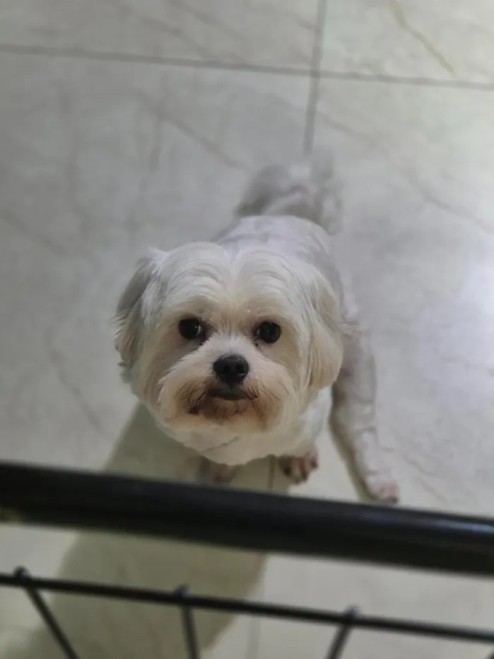 Cachorro raça Maltês idade 3 anos nome Docinho