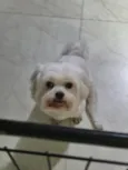 Docinho
