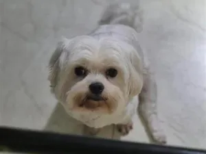 Cachorro raça Maltês idade 3 anos nome Docinho