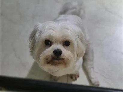 Cachorro raça Maltês idade 3 anos nome Docinho