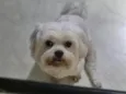 Docinho