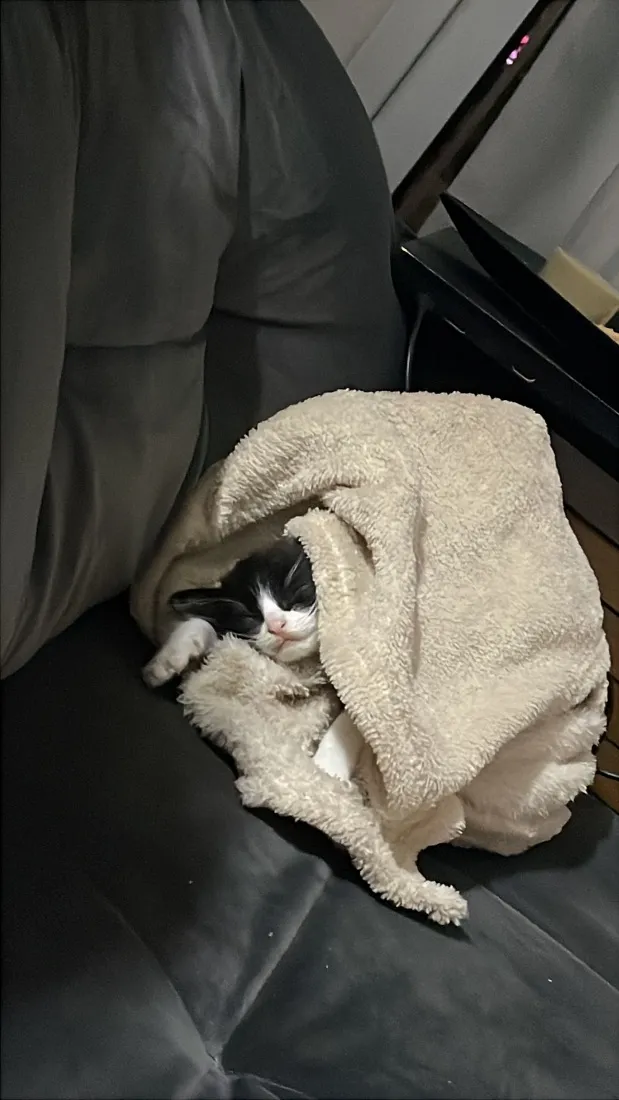 Gato raça SRD-ViraLata idade Abaixo de 2 meses nome Pudim