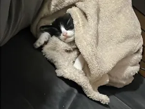 Gato raça SRD-ViraLata idade Abaixo de 2 meses nome Pudim