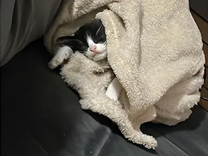 Gato raça SRD-ViraLata idade Abaixo de 2 meses nome Pudim