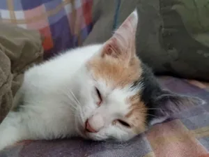 Gato raça SRD-ViraLata idade 2 a 6 meses nome Lola