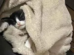 Gato raça SRD-ViraLata idade Abaixo de 2 meses nome Pudim