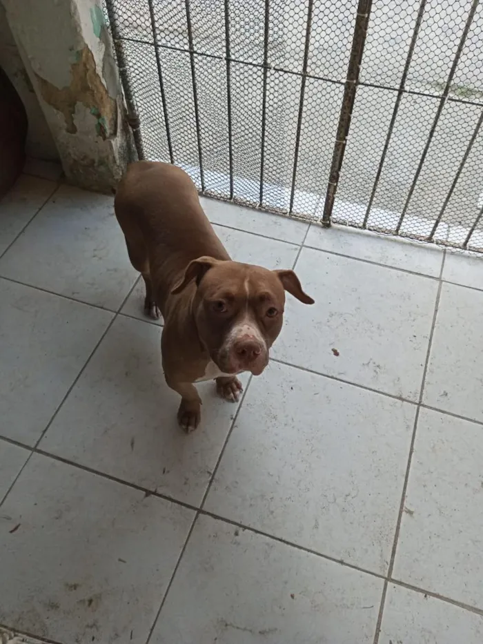 Cachorro raça Pit-Bull idade 4 anos nome duquesa