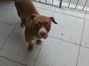 Cachorro raça Pit-Bull idade 4 anos nome duquesa