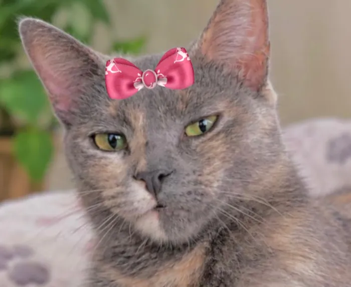 Gato raça SRD-ViraLata idade 1 ano nome Sissi