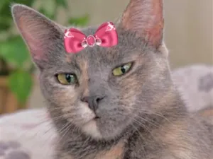 Gato raça SRD-ViraLata idade 1 ano nome Sissi