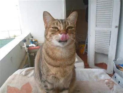 Gato raça SRD-ViraLata idade 4 anos nome Wake-Wake