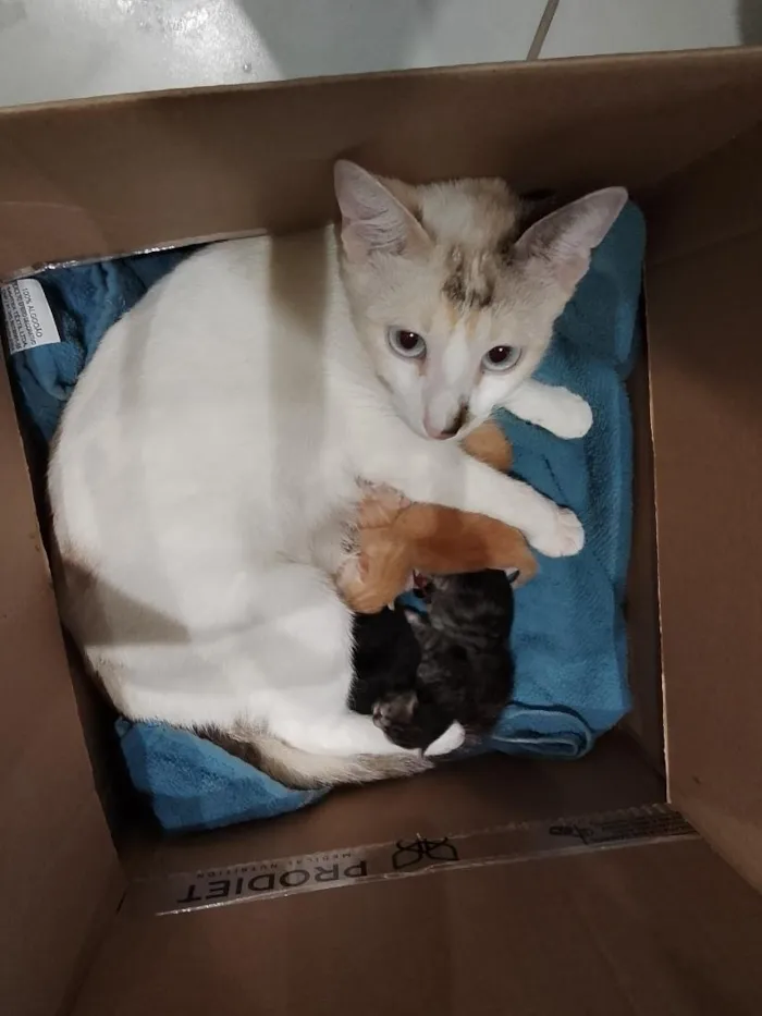 Gato raça SRD-ViraLata idade 1 ano nome mel