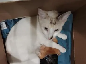 Gato raça SRD-ViraLata idade 1 ano nome mel