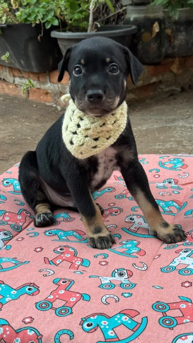 Cachorro raça SRD-ViraLata idade 2 a 6 meses nome Flash
