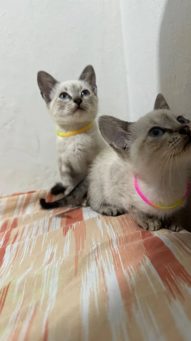 Gato raça Siamês idade Abaixo de 2 meses nome Rute e Raquel 
