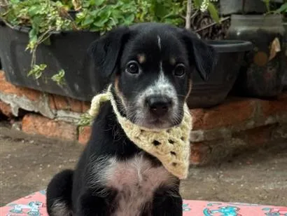 Cachorro raça SRD-ViraLata idade 2 a 6 meses nome Óreo