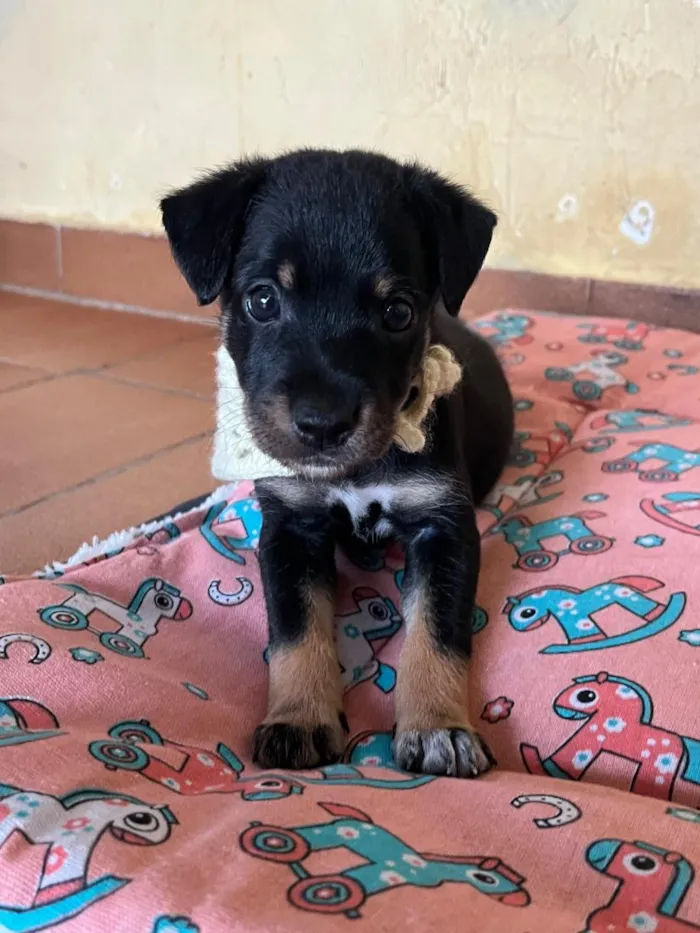 Cachorro raça SRD-ViraLata idade 2 a 6 meses nome Thor