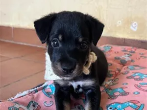 Cachorro raça SRD-ViraLata idade 2 a 6 meses nome Thor