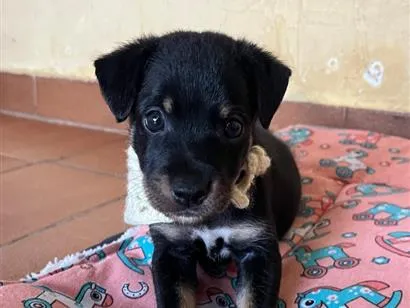 Cachorro raça SRD-ViraLata idade 2 a 6 meses nome Thor