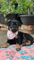 Maya