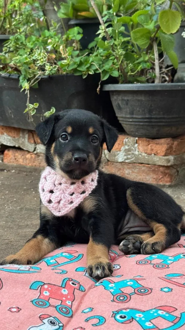 Cachorro raça SRD-ViraLata idade 2 a 6 meses nome Maya