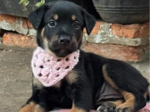 Cachorro raça SRD-ViraLata idade 2 a 6 meses nome Maya
