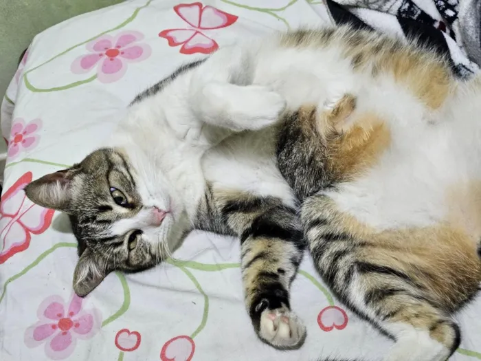 Gato raça SRD-ViraLata idade 5 anos nome Letícia