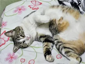 Gato raça SRD-ViraLata idade 5 anos nome Letícia