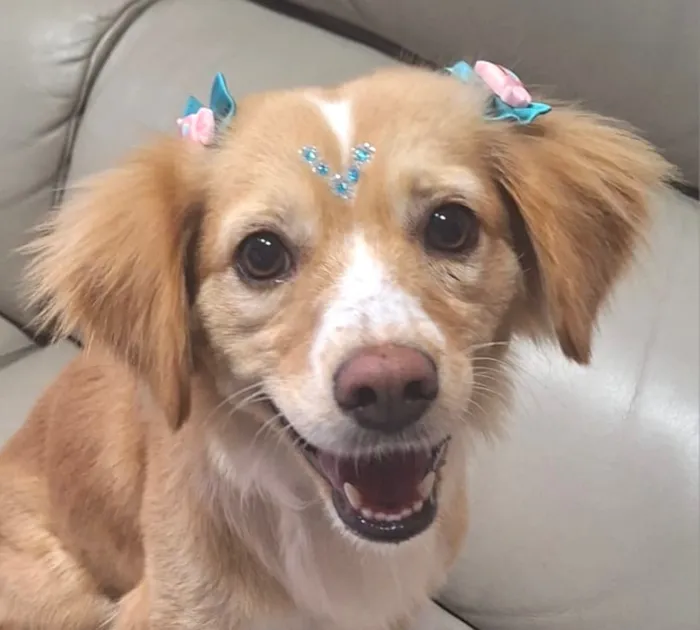 Cachorro raça SRD-ViraLata idade 1 ano nome Nala