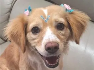 Cachorro raça SRD-ViraLata idade 1 ano nome Nala