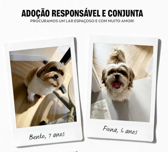 Cachorro raça Shitzu idade 6 ou mais anos nome Bento e Fiona