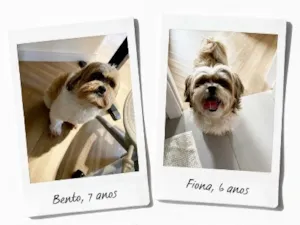 Cachorro raça Shitzu idade 6 ou mais anos nome Bento e Fiona