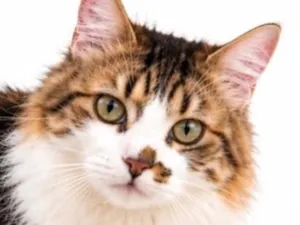 Gato raça SRD-ViraLata idade 1 ano nome Melaço