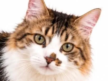 Gato raça SRD-ViraLata idade 1 ano nome Melaço