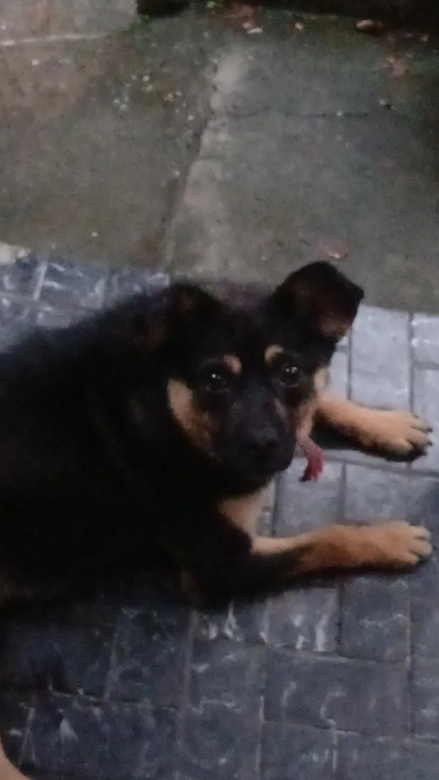 Cachorro raça Rottweiler idade 2 anos nome Mikey