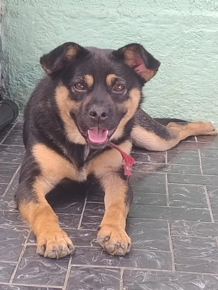 Cachorro raça Rottweiler idade 2 anos nome Mikey
