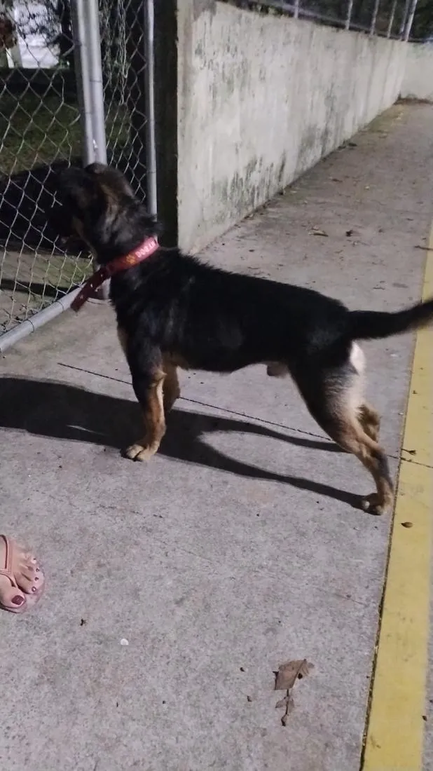 Cachorro raça Rottweiler idade 2 anos nome Mikey